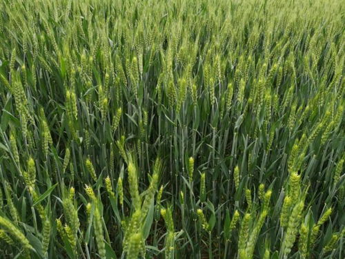 科技驅(qū)動(dòng)農(nóng)業(yè)耕作,植醫(yī)堂加強(qiáng)智慧農(nóng)業(yè)基層落地