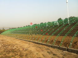 鋼管鍍塑大棚溫室建造 設(shè)計(jì)價(jià)格 鋼管鍍塑大棚溫室建造 設(shè)計(jì)型號(hào)規(guī)格