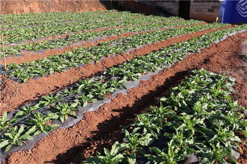 干企再話 致富經(jīng) ,產(chǎn)業(yè)興旺信心足 塔甸鎮(zhèn)召開產(chǎn)業(yè)發(fā)展及產(chǎn)業(yè)扶貧座談會(huì)