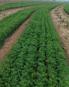 想要優惠的成都紫花苜蓿就來綠牧天下 達州紫花苜蓿