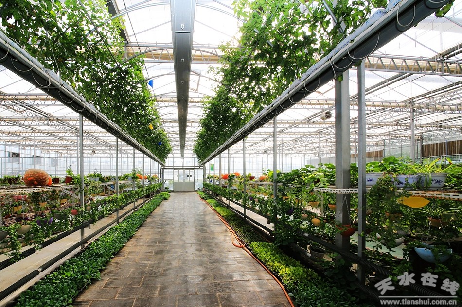 天水在線再次走進武山蔬菜科技示范園采訪(圖)--天水在線