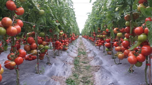 省級榮譽(yù) 上新 溫州又多了2個(gè) 品字標(biāo)