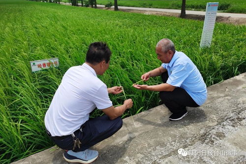 北大荒 進駐 廣東第一田 在臺山打造現代農業示范基地