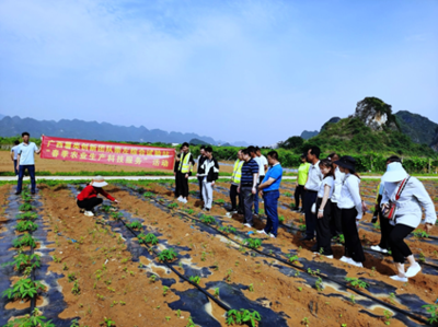 廣西薯類創(chuàng)新團(tuán)隊崇左綜合試驗站開展&ldquo;春季農(nóng)業(yè)生產(chǎn)科技服務(wù)&rdquo;活動