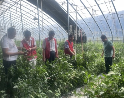 河南省果蔬產(chǎn)業(yè)科技特派員服務(wù)團深入睢縣開展科技服務(wù)，助力農(nóng)業(yè)提質(zhì)增效