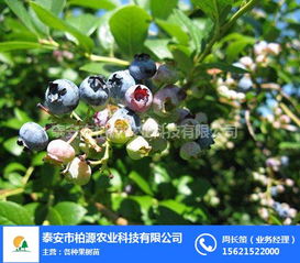 柏源農(nóng)業(yè)科技公司 專業(yè)組培藍莓苗與農(nóng)業(yè)科技服務