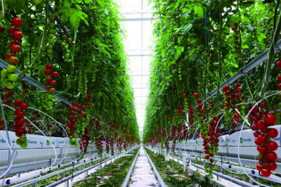 全鏈賦能 科技驅(qū)動 首農(nóng)食品集團全力拎穩(wěn)首都'菜籃子'農(nóng)業(yè)科技服務