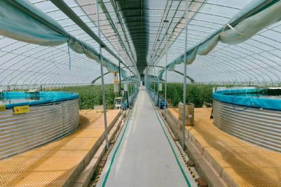 農政齊民 以魚菜共生智慧工廠，書寫城市菜籃子保供新篇章